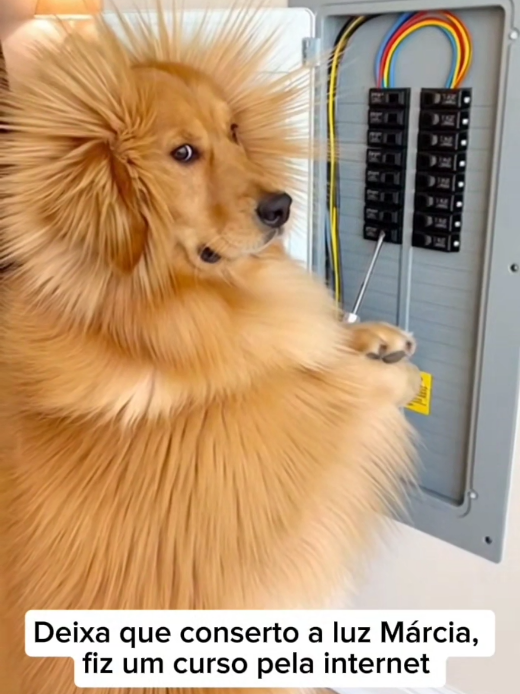 Deixa que conserto a luz Márcia  #cachorrosengraçados #cachorrosfofos #cachorrosfofinhos #humoranimal🙈 #humorcriativo 