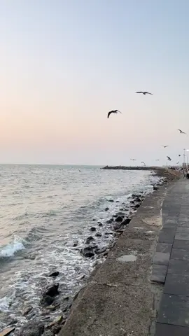 أيُلام المرء في حُب البحر ؟؟ ♥️♥️ #بحر #المرجان #جازان 