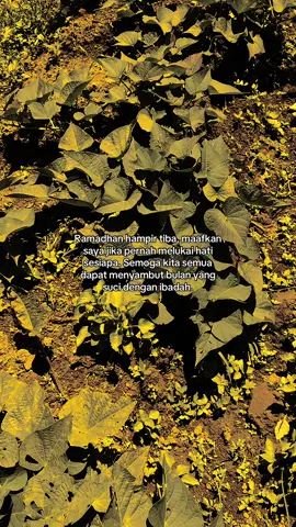Aamiin 🤲#storyramadhan #ramadhan2026 #fypviralシ #masukberandamuu 