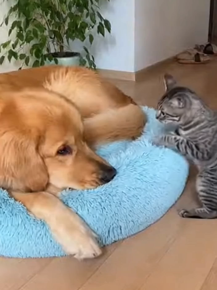 Котэ доставка