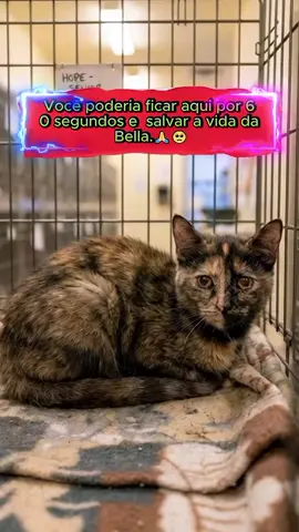 São mais de 297 animais esperando por uma chance, quem quiser conhecer a ONG é só seguir a gente. Você não precisa ter dinheiro pra ajudar, amor, basta compartilhar esse vídeo e deixar seu comentário aqui embaixo. Sua ajuda pode salvar uma vidinha hoje. #abrigo #pets #gatil #felinos #animaisdotiktok