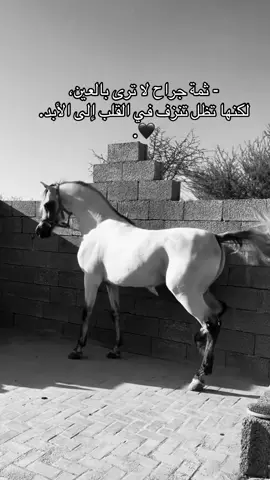 #خيل_وخياله🐎 #viral #اقتباسات #fyp #اكسبلورexplore 