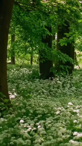 QUAND LES HYPOCRITE ET CEUX QUI ONT 1 MALADIE AU CŒUR #DANS LA FOI ET DOUTEUSE,DISAIENT :CES GENS-LA  LEUR RELIGION LES TROMPENT,MAIS QUICONQUE PLACE ÇA CONFIANCE EN ALLAH SERA VICTORIEUX 🎉💝