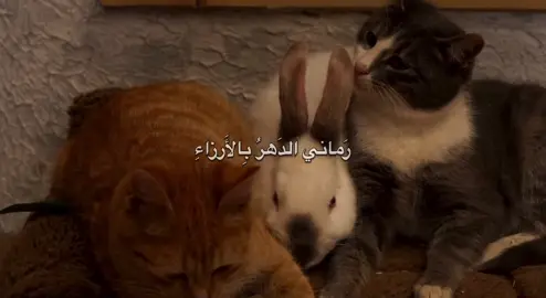 رَماني الدَهرُّ بِالأَرزاءِ #احمد_الوائلي_رحمه_الله #باسم_الكربلائي #تصيمم_فيديوهات🎶🎤🎬 #fyp #viral 