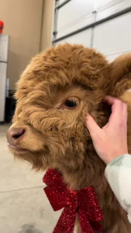 The nose pick at the end😭🐮#highlandcow #highlandcattle #farmtok 