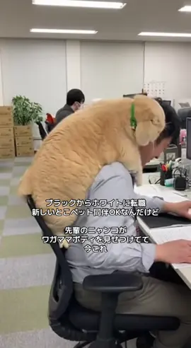 マジでナイスバディすぎる🥺仕事にならなくて困ってた笑　重くないんですかね？　#転職したい #ホワイト企業 #転職 #転職活動 