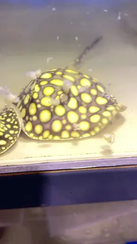 Searching for the perfect freshwater stingray? At PredatoryFins.com, we offer an elite selection ranging from beginner-friendly rays to some of the most rare and high-end specimens in the world. Quality. Health. Exclusivity. #aquarium #aquariumhobby #monsterfish #fishtank #monsterfishkeepers       