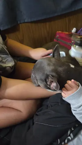 #CapCut #dog #Love #frenchie #fyp 