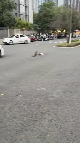 #fyp #foryourepage #catlover 