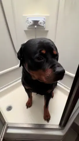 Bath Time #bath #dogbath #rottweiler #pajamaset #dog 
