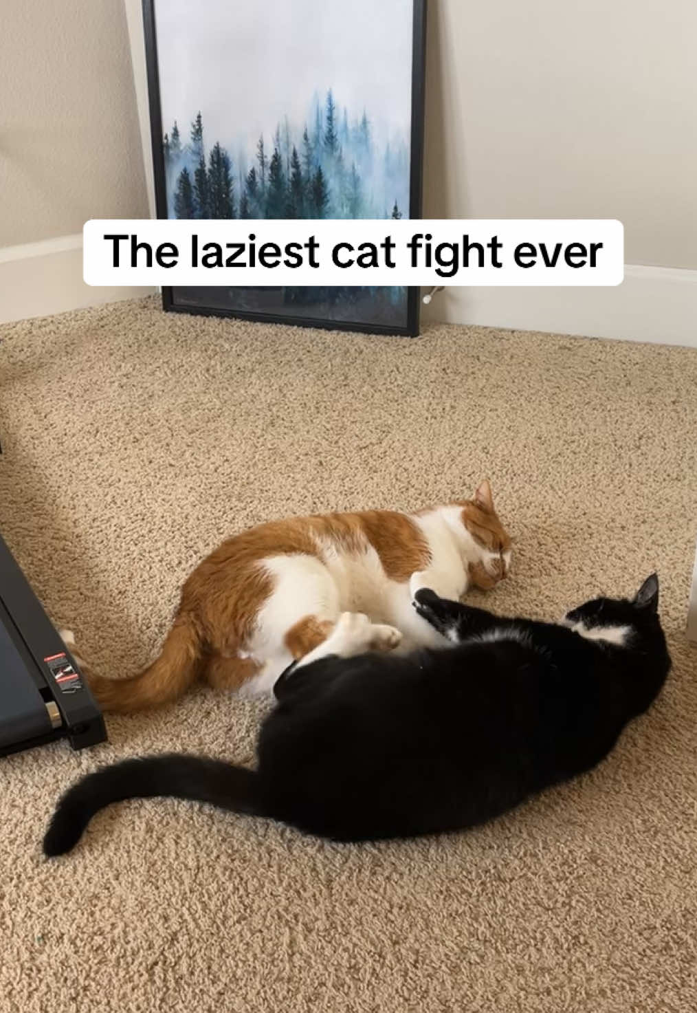 couldn’t even bother to get up #catsoftiktok #orangecatsoftiktok #tuxedocat #catfight #WrestleMania 