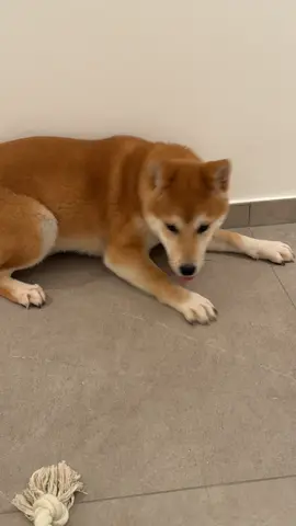 Zoomies mode activ ! 🔋 #shibainu #dog #puppylove #zoomies #fyp 