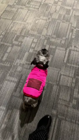 My dog said she is cold ,  and her  allergies acting up . This is her look telling me  to come on in this house . Who is star feeling like . 🤣🤣🤣🤣#schnauzer #dogmomlife #schnauzersoftiktok #minischnauzersoftiktok #blackgirlmagic 