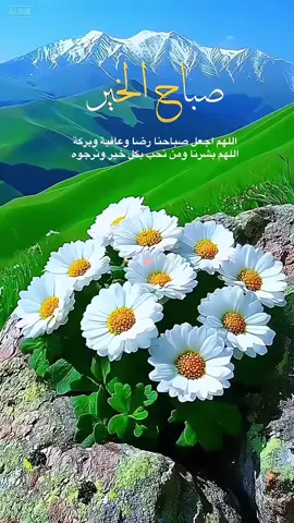 #صباحكم_سعادة_وعافية_وراحه_بال🌷🍃 