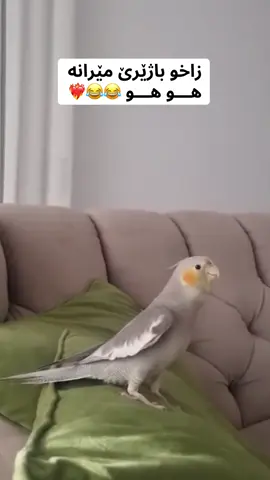 #animals #zaxo #الشعب_الصيني_ماله_حل😂😂 #زاخو #duhok 