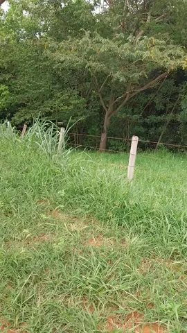 está árvores e o rei da selva 3 4 pessoal  pra abraçar  ela por este motivo  e  chamada de rei da selva a mãe  rainha👑