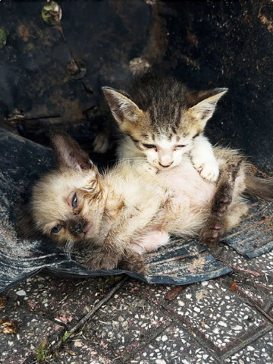 Poor cats are living their last moments on the side of the road but no one is coming to help!.#CatRescue #StrayKitten #BeforeAndAfter #HopeForPaws #AdoptDontShop   