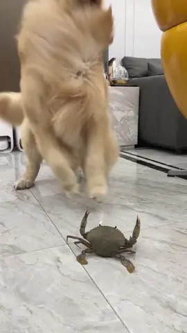 cũng là múa lân mà lân này sao lạ quá.... #thúcưng #chó_cưng #xh