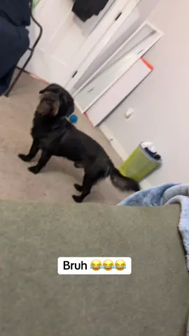 Dogs be so funny without trying 😂