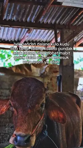 kuatno rogo kulo niki ya allah kajenge kulo sukses☺️🤲🏻 #juragansapi33 #peternakmuda #peternaksapiindonesia#bismilahfyp #fypselalu 