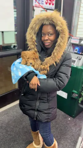 Congratulations sis appreciate you #fyb #NYCPuppies #SmallDogBigHeart #BrownPoodle #ToyPoodlePuppy 