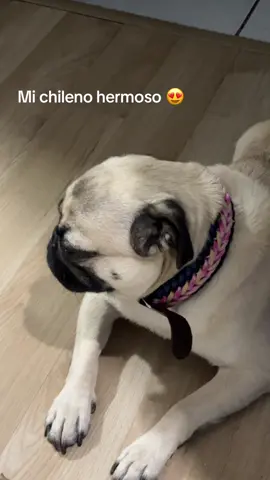 #parati #fypシ゚ #contenido #caraqueña #perrihijos 