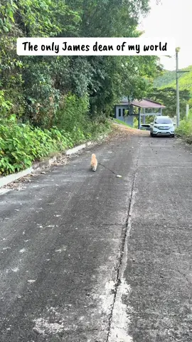 #cattok #catlife #lifewithcats #indoorcats #catsoftiktok 