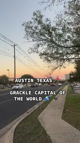 I may be wrong, but I think Austin Texas is the  grackle capital of the world. ##austintx##atx##austintexas##grackles##birdsoftiktok