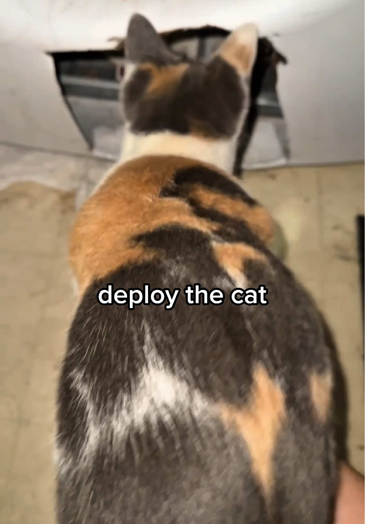 Cat Dog Pest Control #dogsoftiktok #catsoftiktok #birdsoftiktok 