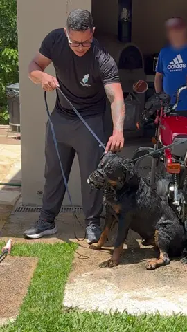 Teria coragem de encarar? Rot de 60KG mordeu o rosto do seu condutor, que precisou fazer uma cirurgia plástica para restruturação #bravostrainerdog #adestramento #rotweiler 