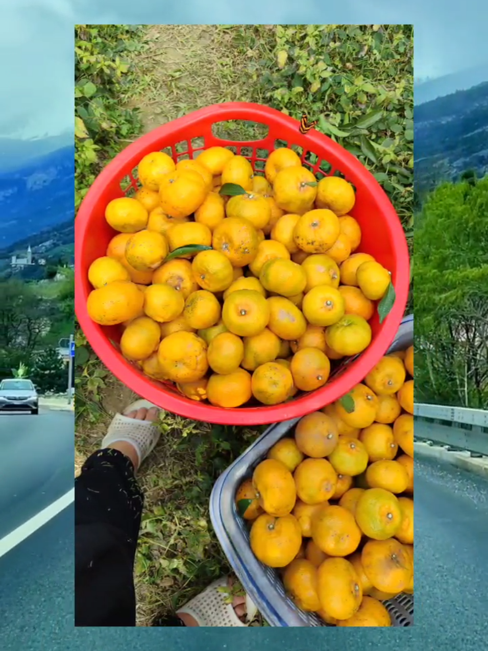 #nongphong #cuộcsốnghằngngày #quýt # 