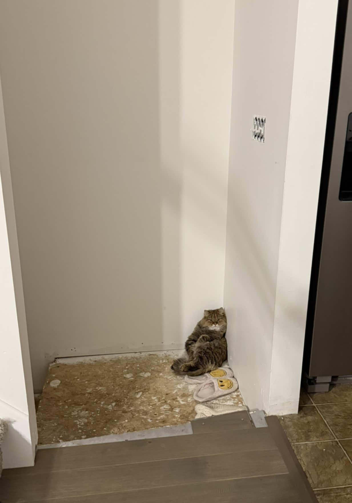 Ignore the remodeling lolol #catsoftiktok #fypシ #PetsOfTikTok #vir #trend 