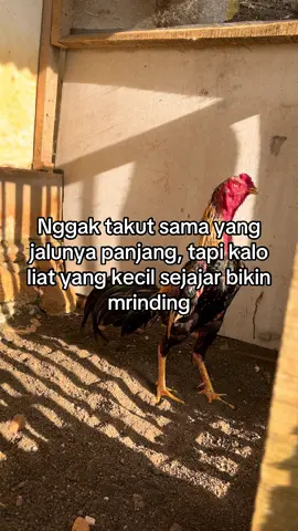 Ada yang sama nggak hu #ayammangon #ayambangkokjawatimur #fyp 