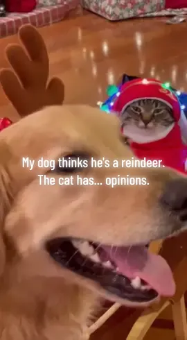 Our dog is so proud. But our cat is literally arguing with management. 🎄🎅😂 #PawsitivelyChaotic #ChristmasPets #GrumpyCat #DogVsCat #fyp 