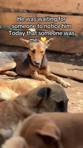 Donate now #ShelterDog #AdoptMe #DogSOS #AnimalRescue #ShareToHelp 