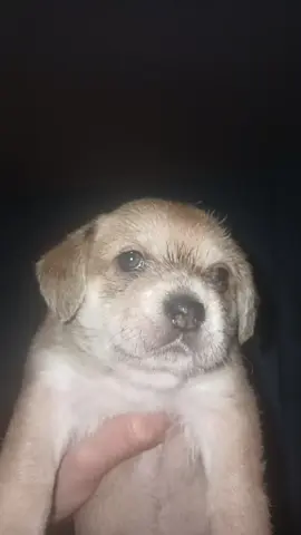 por eso es importante que no duermo con el cuello chueco #dog #fyp #marro 