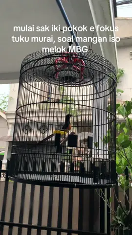 pokok e murai #kicaumania#muraibatu#muraibatumania#muraibatuekorpanjang#muraibatuindonesia