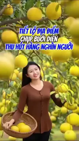 bưởi đường tôm xanh xỉ trên toàn quốc