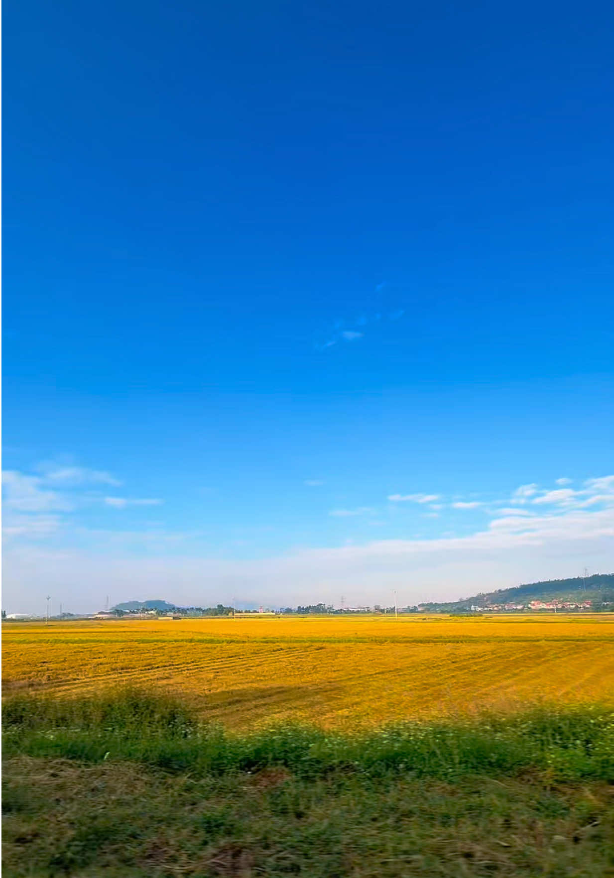 Một buổi sáng bình yên khi mùi của đất, của cỏ trên cánh đồng hòa quyện với nắng của bình minh 🌾✨ 🇻🇳 #canhdepvietnam #dongque #binhminh #foryou #tramgiobinhyen 