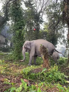 Elephant playing #🥹 #foyory #fpy_tiktok_viral #fpy_tiktok_viral #fpyfpyfpyfpyfpydpyfpyfpyfyp 