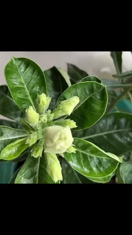 Kuntum Bunga Adenium obesum. Cantik sekali 🥰#adeniumobesum #hobby #planting #flowers #fyp