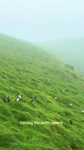 Got to see the world’s largest puffin colony back in August, and I still think about those puffins 😔😔😔 #puffins #iceland #vestmannaeyjar  #travel #traveltiktok 