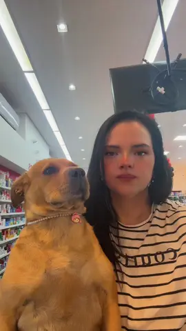 Pipa foi atropelada!!! #fy #viral #cachorrosdotiktok 
