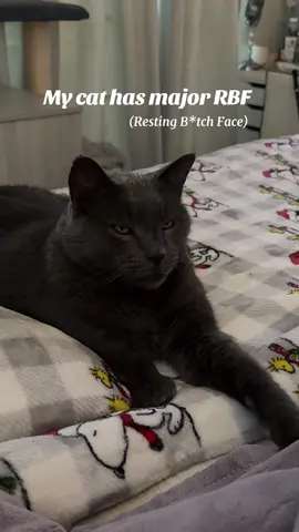 They do say animals resemble their owners so I think he must get it from me 😂 #catwithanattitude #sassycat #sassy #catsdoingthings 