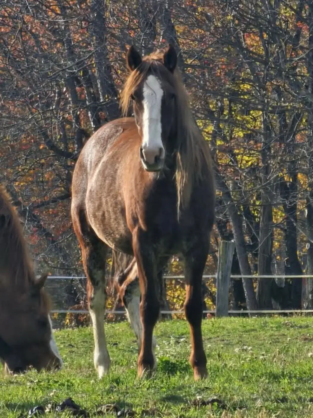 Oh Saphira we are more than halfway to meeting your #GivingTuesday fundraiser goal! We are only $1923 away from being able to bring you home to the sanctuary and giving you back your freedom! We need your help! She needs all of us to come together now and finish off her fundraiser! The next needy soul is on deck and waiting for us to finish Saphira's fundraiser in order for us to be able to help him. Last year we managed to pull together to help three but this year we are way behind and have not been able to get the numbers to finish our first one. Donations are way down this year compares to last but the need is greater than ever. Please help now if you can by donating at any of the following link to help us help them! ❤️🙏 #support #usa🇺🇸 #tiktok #fypd 