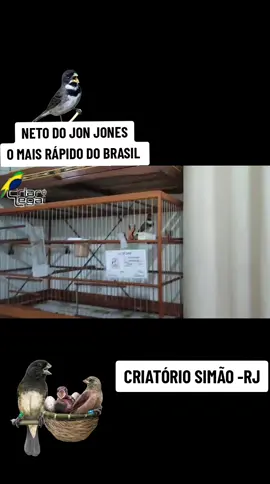 #coleirista  #papacapim #coleirofibra #trincaferroecoleiro #passarinheiro @alexbicudo3 