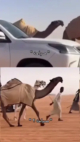 🔥ا  #fyp #صيهد_رماح #صفر_شمر #البل #مالي_خلق_احط_هاشتاقات 