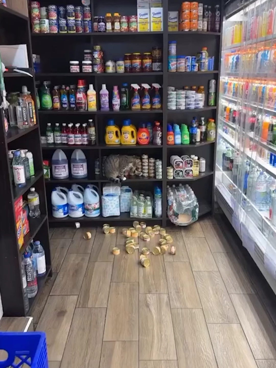 #cat #catsoftiktok #animal #PetsOfTikTok