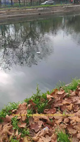 #pescarusi #rate #Dambovita #București #nature enjoy 