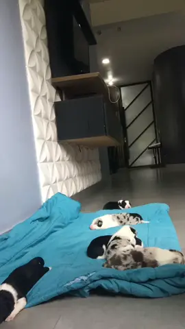 Duas horas de manejo em 34s  Rotina com o babys 🍃✨🧡 . . . #bordercollie #criacaoresponsavel #fyp #foryoupage #foryou 